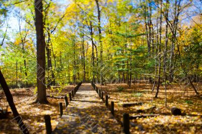 autumn trees and walkway