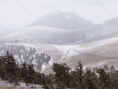 pine trees and mountains in background