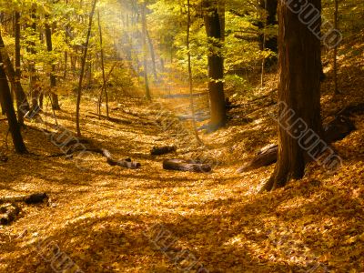 sunbeam in forest