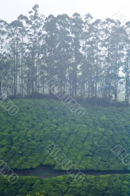 tree line in the tea fields