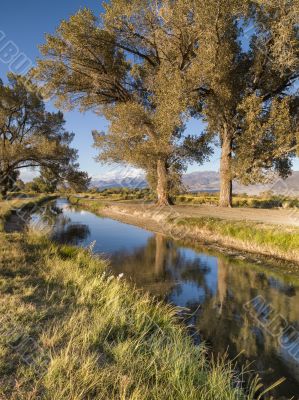 bristle cone pine trees at the river