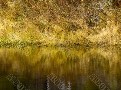 riverbank in ontario