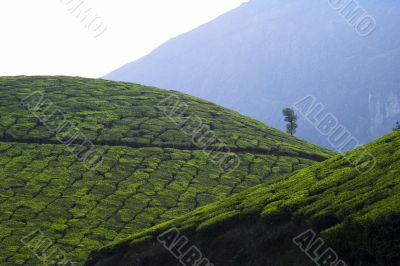 tea fields with mountain