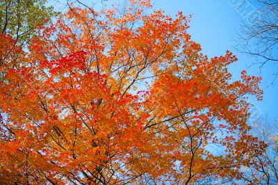 view of autumn tree