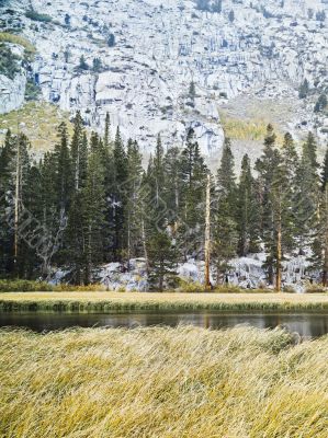 view of trees and lake