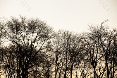 image of dry trees