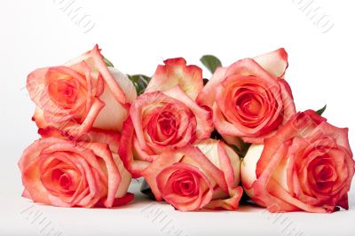 Bunch of Pink Roses Lying