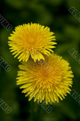 dandelions against green background