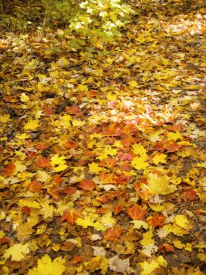 maple leaves on ground maple leaves on ground