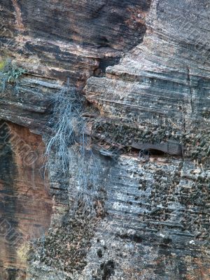 rock bushes