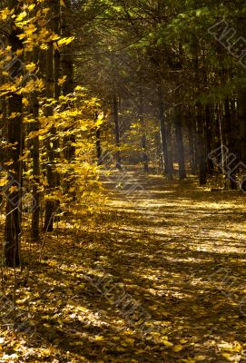 empty walking trail