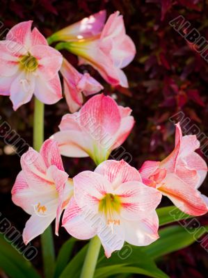 light pink amaryllis