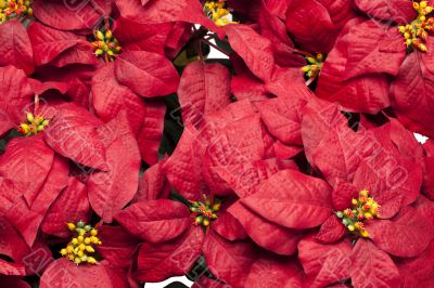 full frame image of poinsettia flowers