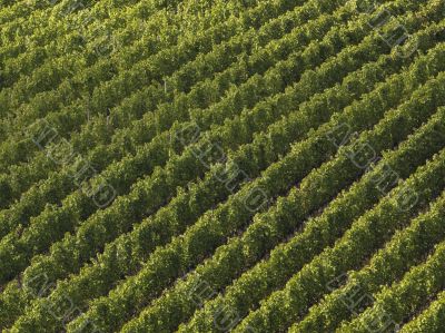 aerial view on a vineyard in tuscany