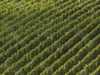 aerial view on a vineyard in tuscany aerial view on a vineyard in tuscany