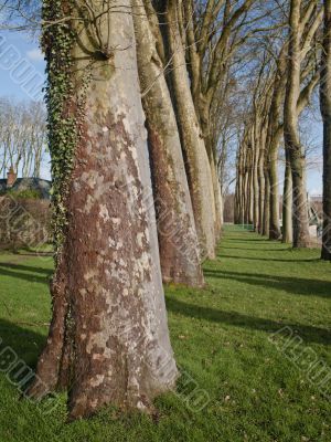 grove of barren trees