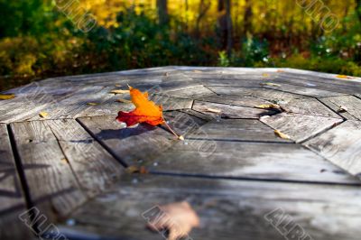 maple on wooden plank