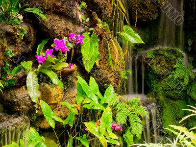 gentle waterfall and bright pink flowers