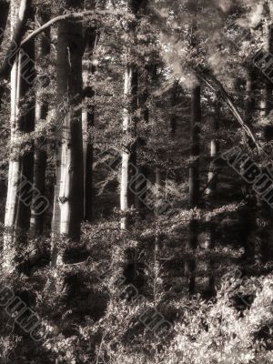 black and white forest