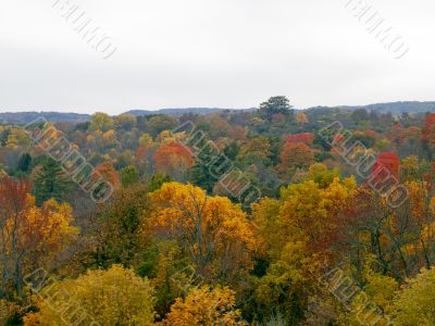 autumn trees in dense forest