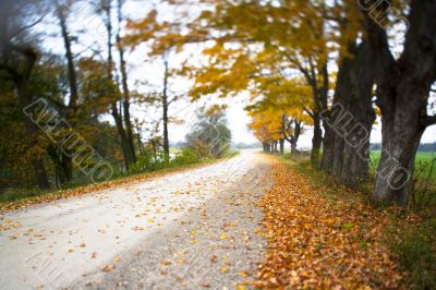 empty road with trees