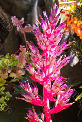 bright pink stalk flower