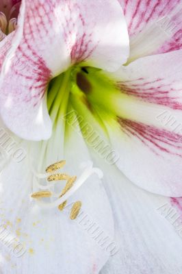 close up white and red flower