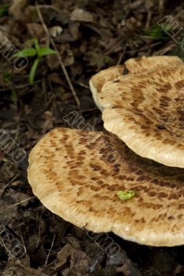 wild mushroom on tree