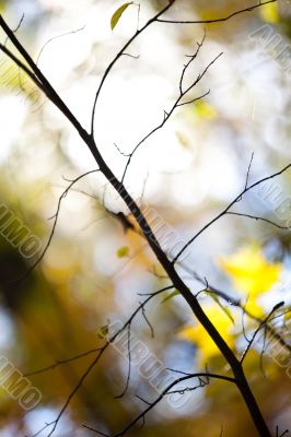 close up image of a bare branch