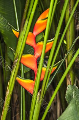 heliconia flower