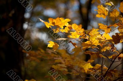 autumn leaves