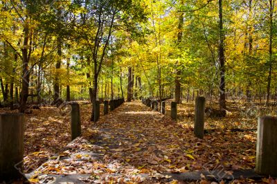 walkway and autumn trees