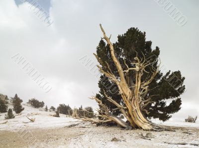 bristlecone forrest bristlecone forrest