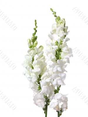 clustered white flowers