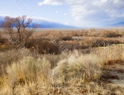desert grasses with clouds