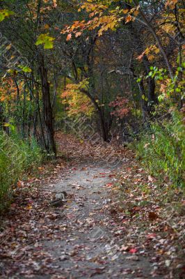 walkway and autumn trees