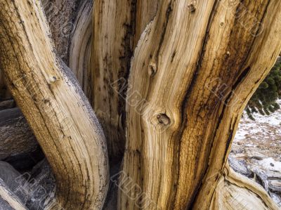 bristlecone forrest