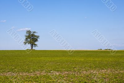 lone tree