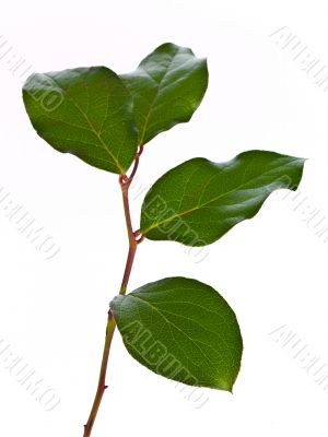 leaves on stem against white