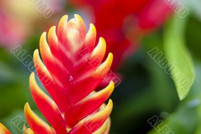 Close Up Yellow and Red Flower