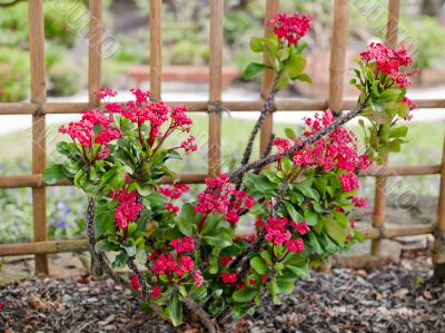 Bright Pink Small Flower Bush