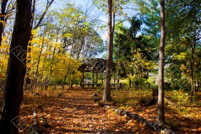 view of autumn trees