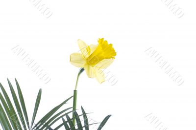 a yellow flower on a leaf 