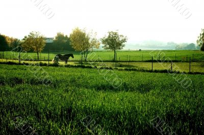 Horses on pasture