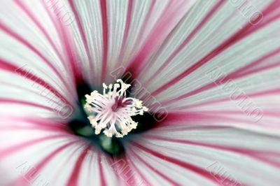 Flower macro Flower macro