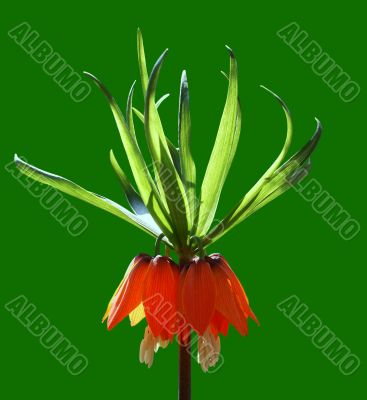 Imperial crown Imperial crown