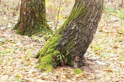 Moss on the old trees Moss on the old trees