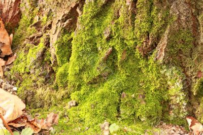 Moss on the old tree Moss on the old tree