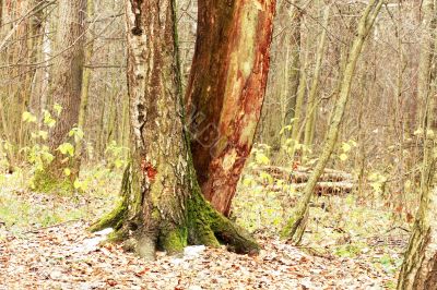 Moss on the old trees Moss on the old trees