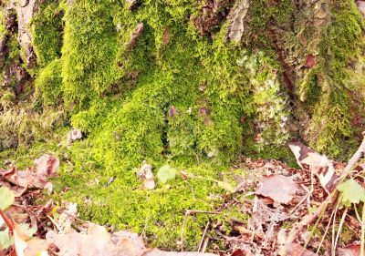 Moss on the old tree stump Moss on the old tree stump